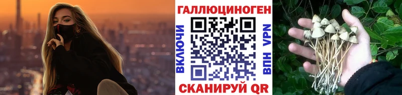 Галлюциногенные грибы GOLDEN TEACHER  darknet какой сайт  Великий Новгород 